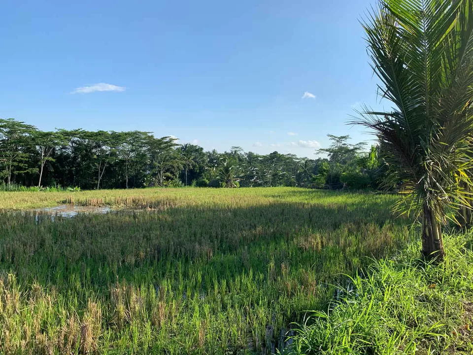 Photo of Bali - Again For The Third Time! by Kadambari Bhatte (curlytravelmess)
