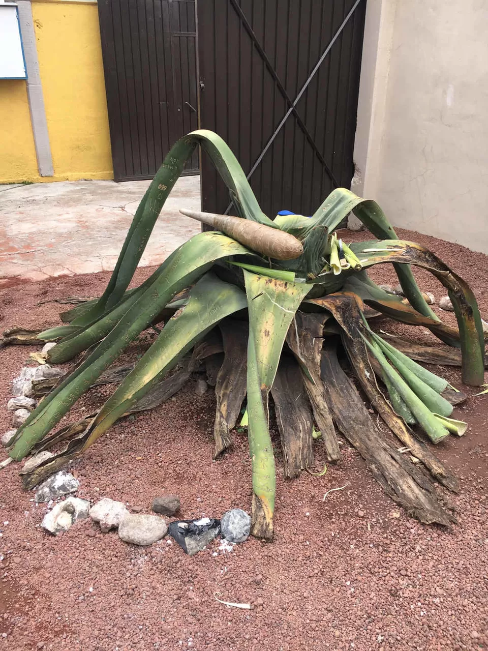 Photo of Torre Latino, Eje Central, Centro, Mexico City, CDMX, Mexico by Kadambari Bhatte (curlytravelmess)