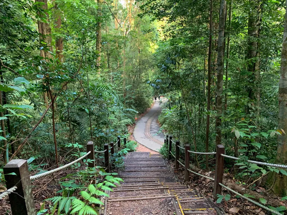 Photo of Hindhede Drive, Bukit Timah Nature Reserve, Singapore by Kadambari Bhatte (curlytravelmess)