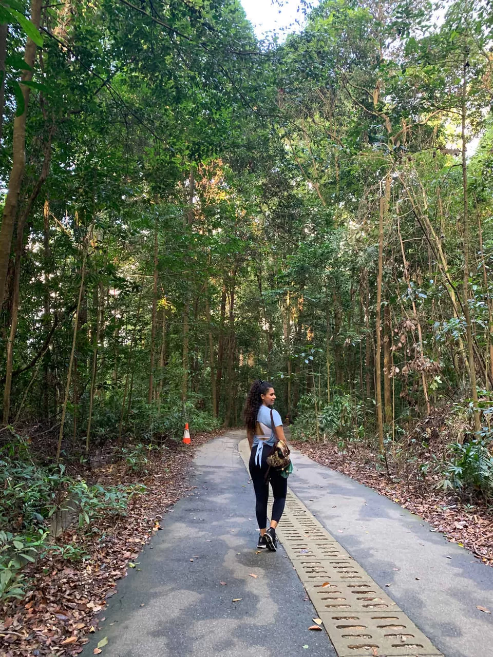 Photo of A Short Hike at Singapore’s Bukit Timah Nature Reserve by Kadambari Bhatte (curlytravelmess)