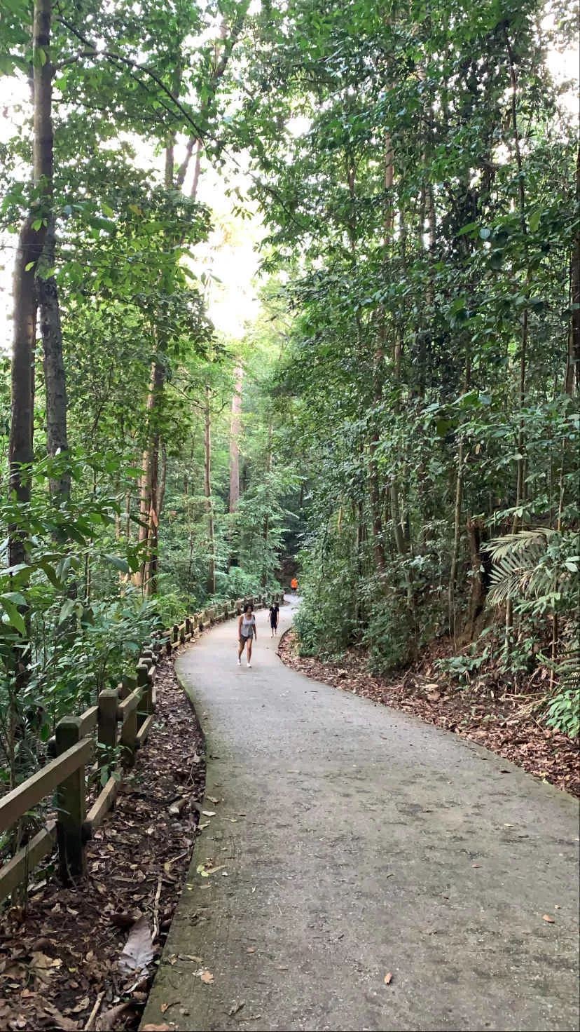 Photo of A Short Hike at Singapore’s Bukit Timah Nature Reserve by Kadambari Bhatte (curlytravelmess)