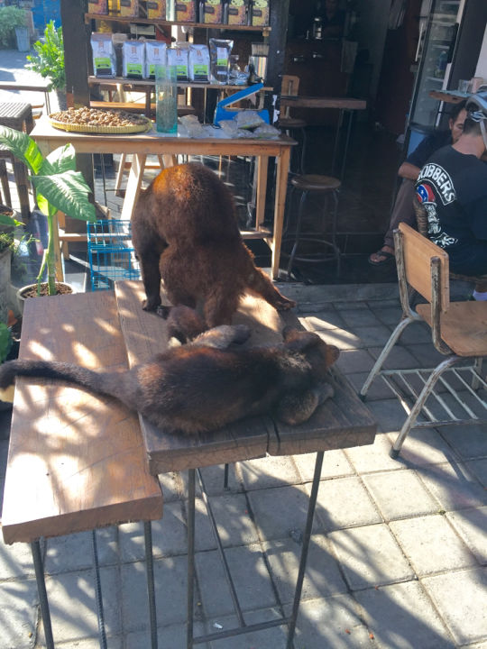 Photo of Bali And Beaches 12/20 by Kadambari Bhatte (curlytravelmess)