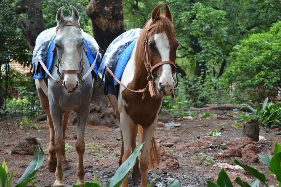 Photo of Trek To The Asia's Only Hill Station Where Vehicles Are Prohibited 4/11 by Kadambari Bhatte (curlytravelmess)