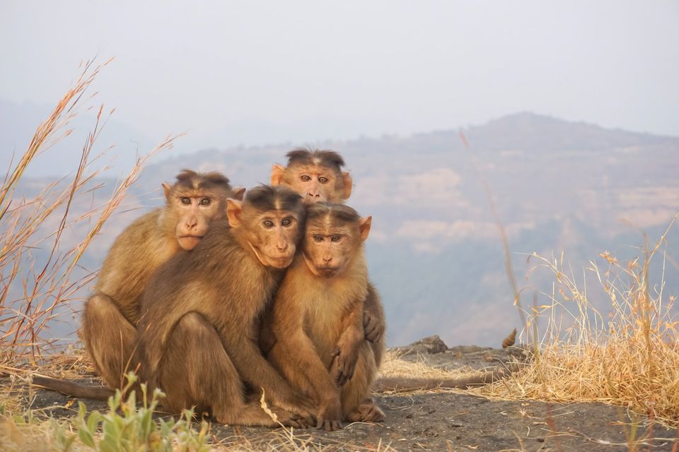 Photo of Trek To The Asia's Only Hill Station Where Vehicles Are Prohibited 7/11 by Kadambari Bhatte (curlytravelmess)