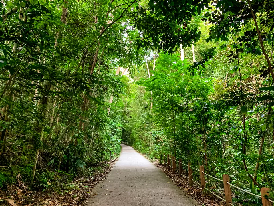 Photo of Hindhede Drive, Bukit Timah Nature Reserve, Singapore by Kadambari Bhatte (curlytravelmess)