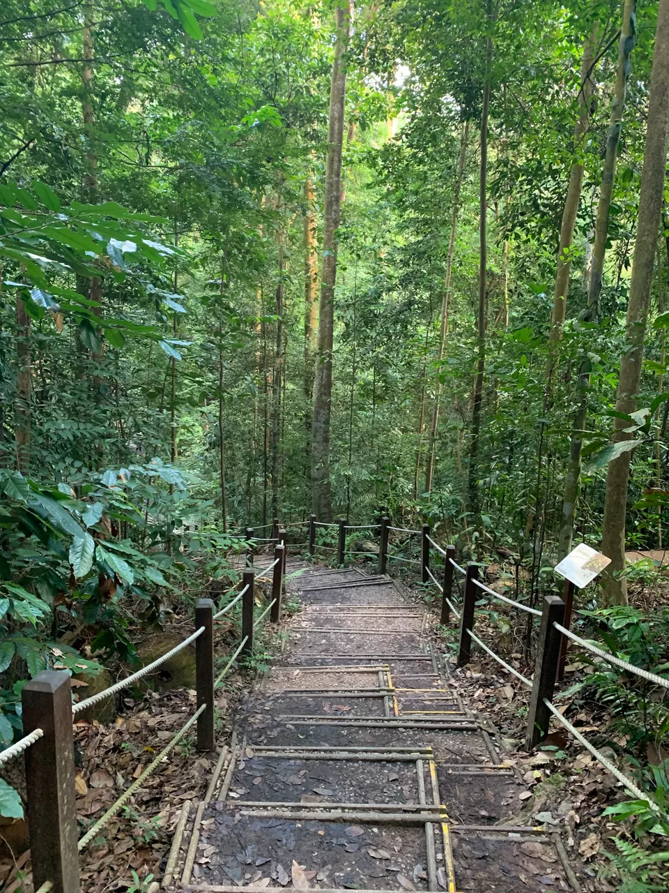 Photo of A Short Hike at Singapore’s Bukit Timah Nature Reserve by Kadambari Bhatte (curlytravelmess)