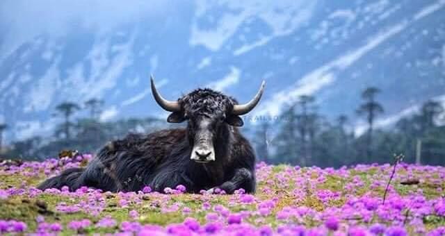 Photo of Discover Sikkim's Natural Wonders in These Off Beat Destinations and Stay Amid Mountains 2/2 by Kadambari Bhatte (curlytravelmess)