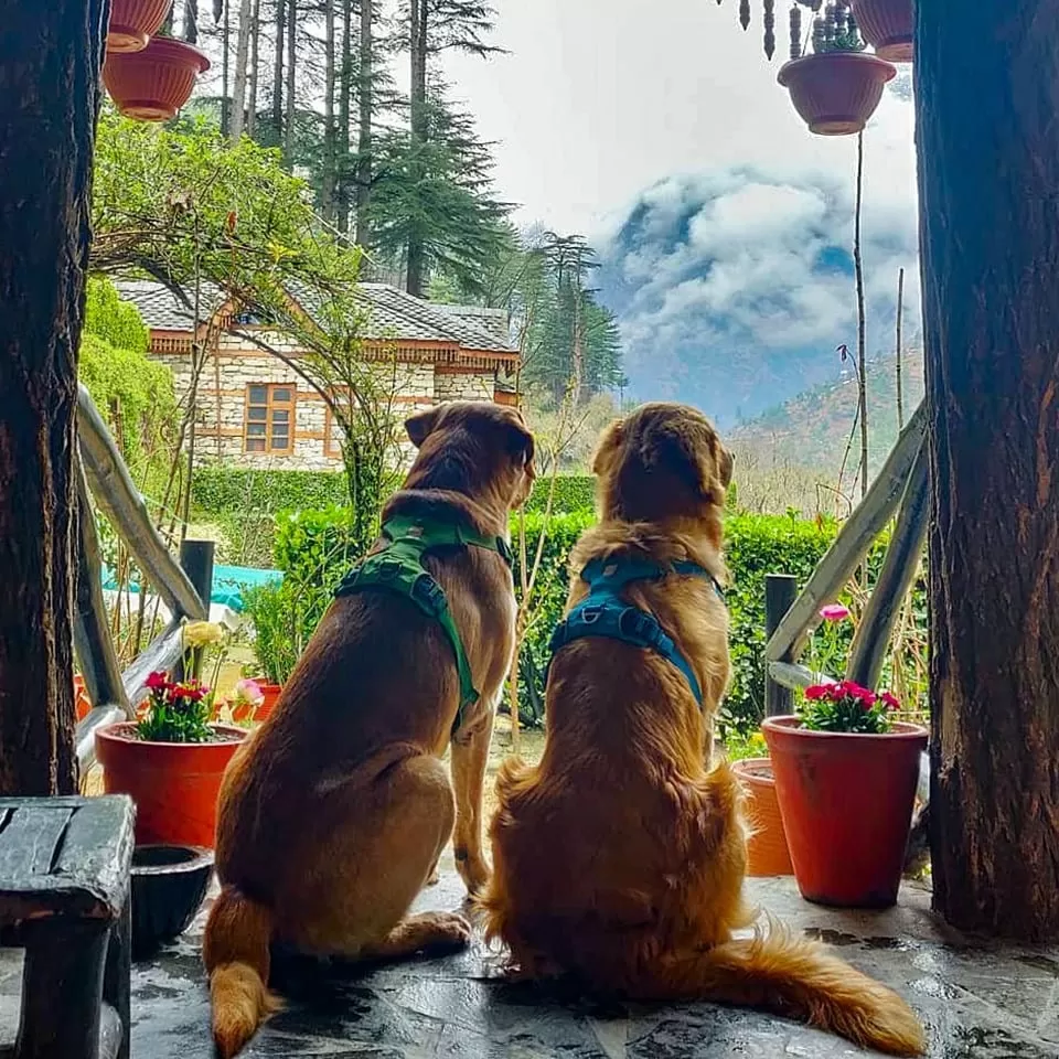 Photo of 10 Utterly Romantic Hill Resorts Close to Delhi to Get Cozy with Your Partner by Kadambari Bhatte (curlytravelmess)