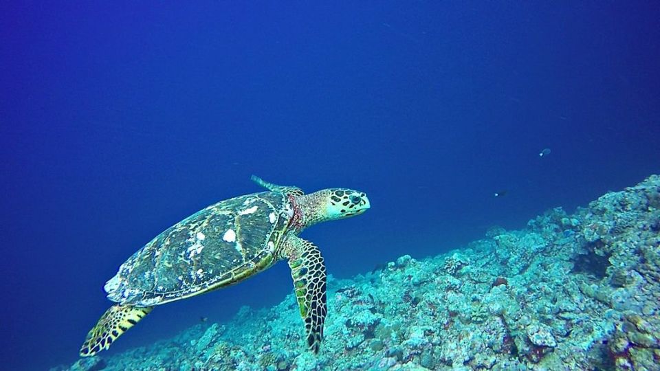 Photo of Forget Maldives, Here's Your complete Guide to Lakshadweep, the Hottest Travel Destination for 2022! by Kadambari Bhatte (curlytravelmess)