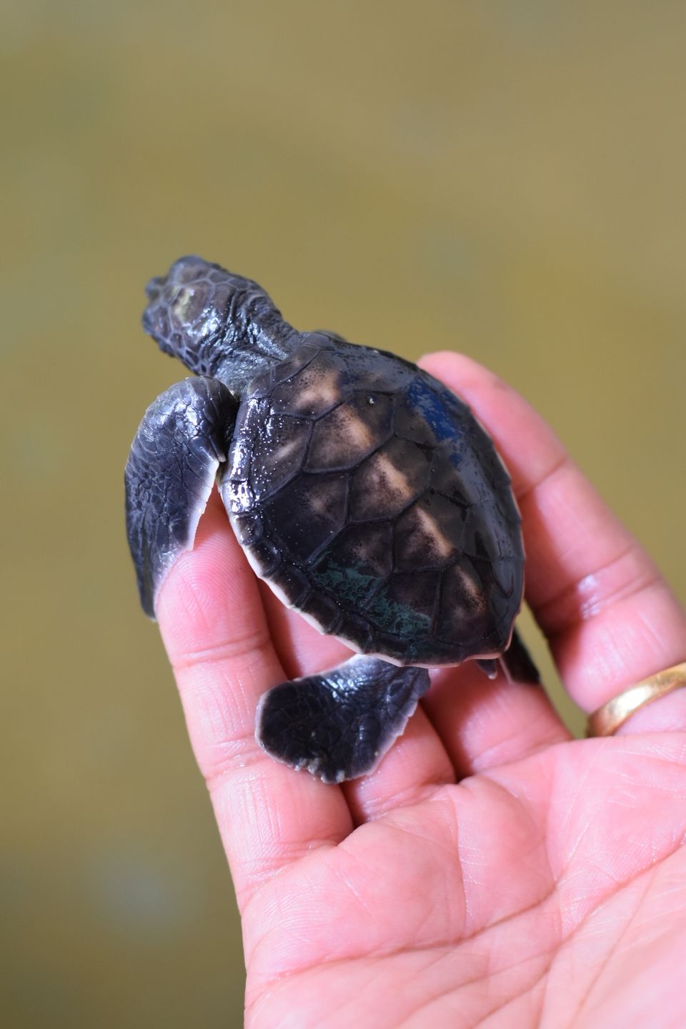 Photo of Kosgoda Sea Turtle Conservation Project, A2, Kosgoda, Sri Lanka by Ankita Ghosh