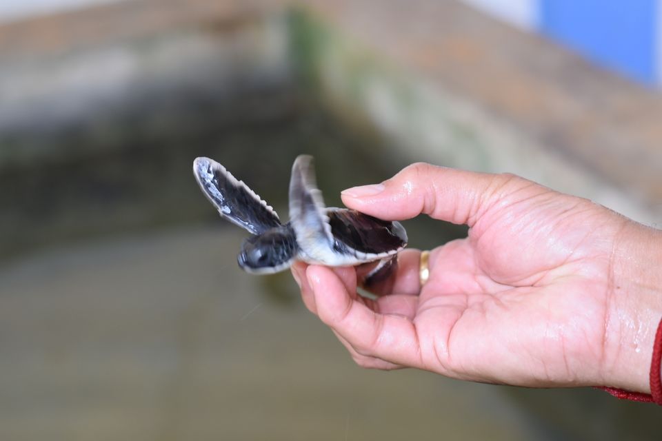 Photo of Kosgoda Sea Turtle Conservation Project, A2, Kosgoda, Sri Lanka by Ankita Ghosh