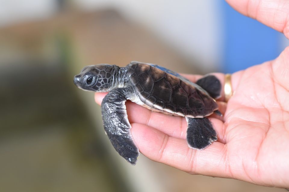 Photo of Kosgoda Sea Turtle Conservation Project, A2, Kosgoda, Sri Lanka by Ankita Ghosh