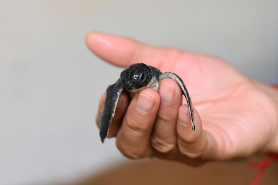 Photo of Kosgoda Sea Turtle Conservation Project, A2, Kosgoda, Sri Lanka by Ankita Ghosh