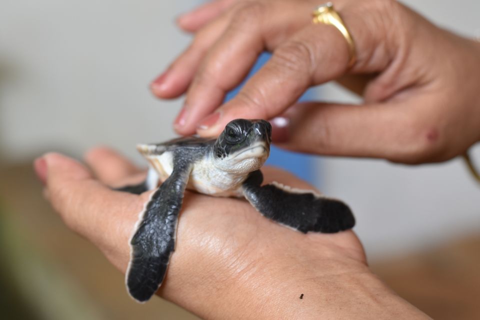 Photo of Kosgoda Sea Turtle Conservation Project, A2, Kosgoda, Sri Lanka by Ankita Ghosh