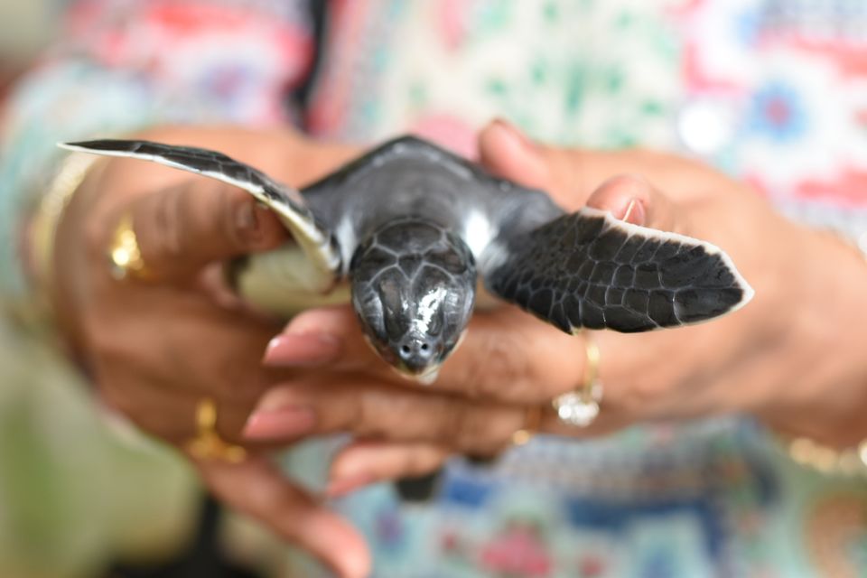 Photo of Kosgoda Sea Turtle Conservation Project, A2, Kosgoda, Sri Lanka by Ankita Ghosh