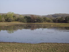 Photo of Lakarda, Sawai Madhopur, Rajasthan, India by Cauvery Nair