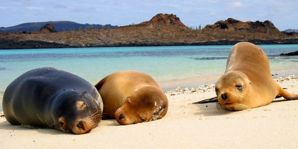 Photo of Lobos Island, Galapagos, Ecuador by Cauvery Nair