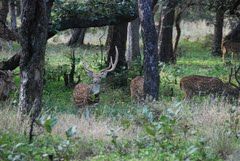 Photo of Ranthambore National Park, Ranthambore Resorts, Ranthambore Safari, Sawai Madhopur, Rajasthan, India by Cauvery Nair