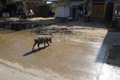 Photo of Ranthambore National Park, Ranthambore Resorts, Ranthambore Safari, Sawai Madhopur, Rajasthan, India by Cauvery Nair