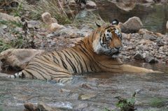 Photo of Ranthambore National Park, Ranthambore Resorts, Ranthambore Safari, Sawai Madhopur, Rajasthan, India by Cauvery Nair