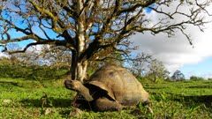 Photo of Santa Cruz, Galapagos, Ecuador by Cauvery Nair