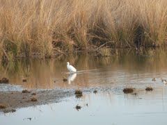 Photo of Lakarda, Sawai Madhopur, Rajasthan, India by Cauvery Nair