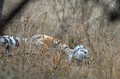 Photo of Ranthambore National Park, Ranthambore Resorts, Ranthambore Safari, Sawai Madhopur, Rajasthan, India by Cauvery Nair