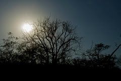 Photo of Lakarda, Sawai Madhopur, Rajasthan, India by Cauvery Nair