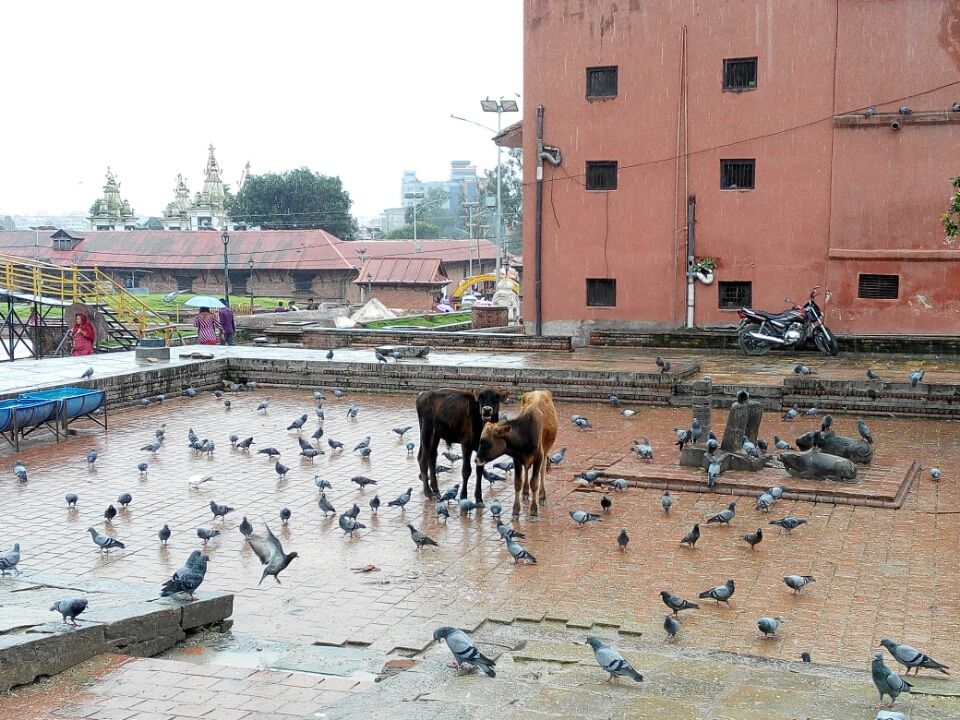 Photo of Trip To Pashupathinath Mahadev... Nepal , pokhra and DEVA BHOOMI Rshikesh by Mano Nethi