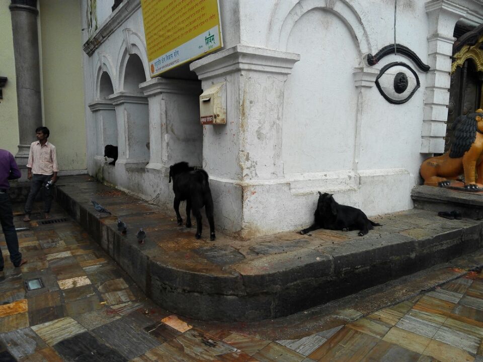Photo of Trip To Pashupathinath Mahadev... Nepal , pokhra and DEVA BHOOMI Rshikesh by Mano Nethi