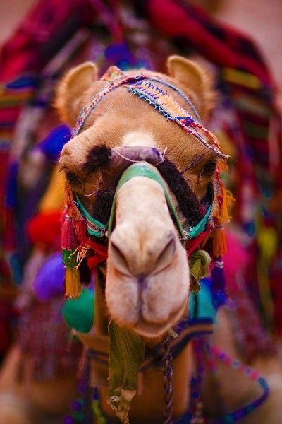 Photo of Jaipur, Rajasthan, India by Prashi
