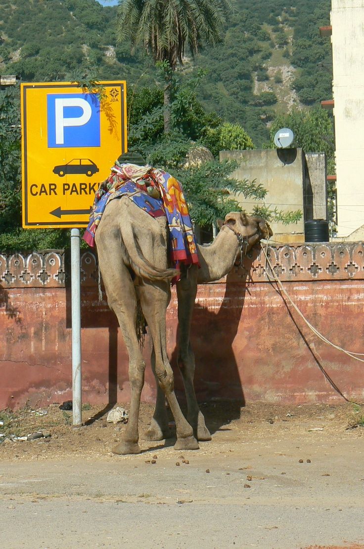 Photo of A Guide to Sunshine State: Rajasthan - Jaipur 4/11 by Prashi