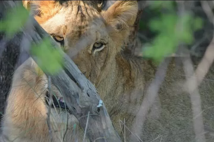 Photo of Hoedspruit by Prajwal Shetty Kaup