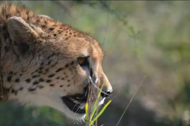 Photo of Hoedspruit by Prajwal Shetty Kaup