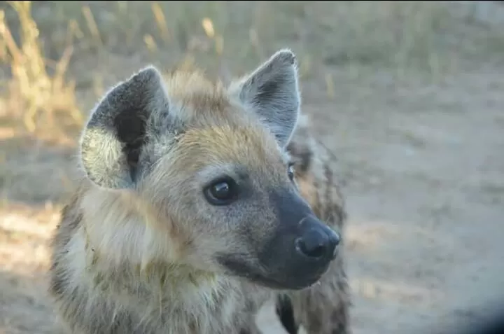 Photo of Hoedspruit by Prajwal Shetty Kaup