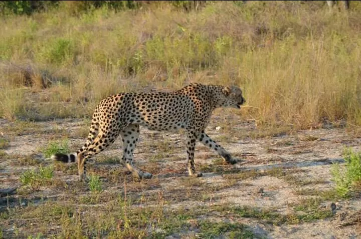 Photo of Hoedspruit by Prajwal Shetty Kaup