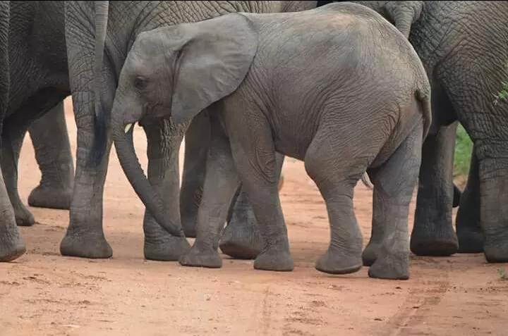 Photo of Hoedspruit by Prajwal Shetty Kaup