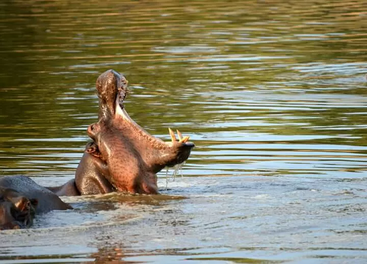 Photo of Hoedspruit by Prajwal Shetty Kaup