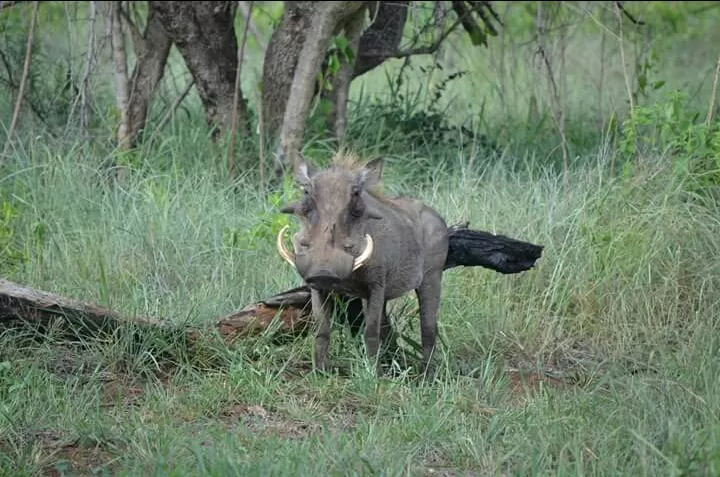 Photo of Hoedspruit by Prajwal Shetty Kaup