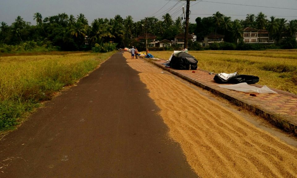 Photo of Saligao, Goa, India by Kaza Ghosh