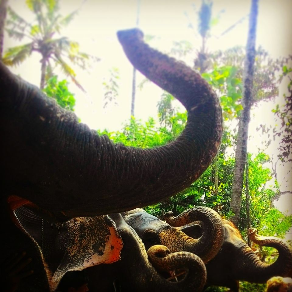 Photo of 5 Must Do's on your trip to KERALA! by Madhumita Chatterjee