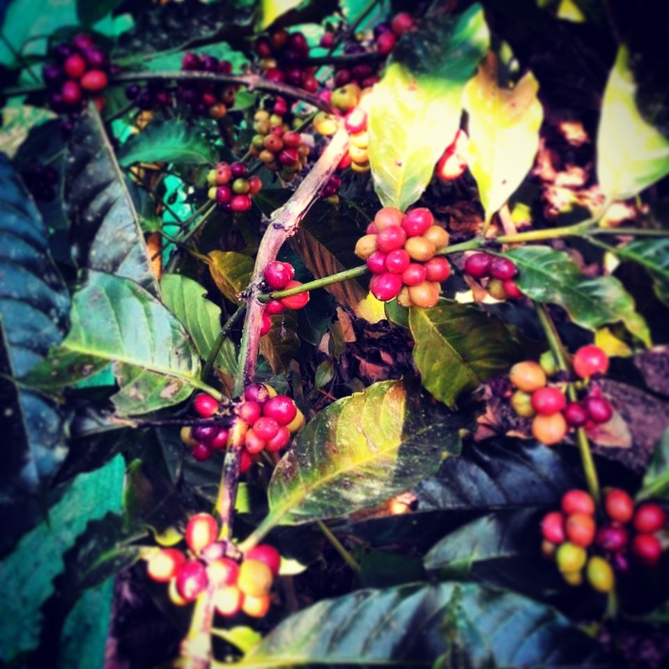 Photo of 5 Must Do's on your trip to KERALA! by Madhumita Chatterjee