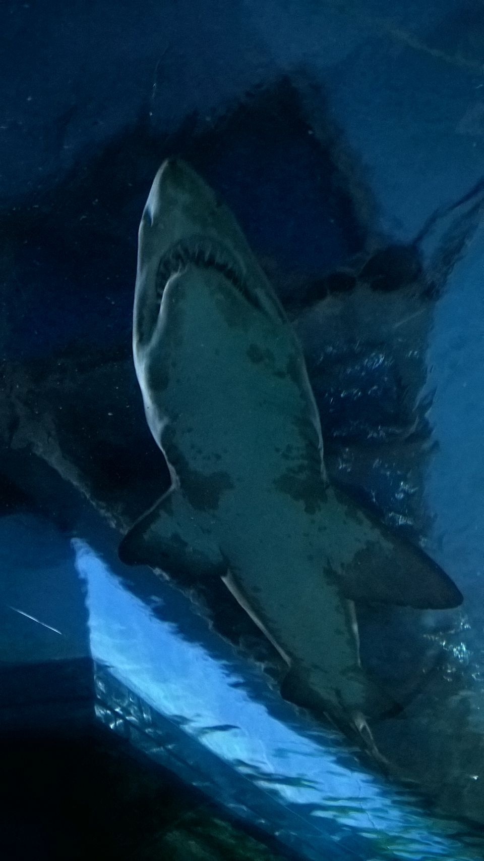 Photo of Sea Life Bangkok Bangkok Siam by Anusha Nakshathra