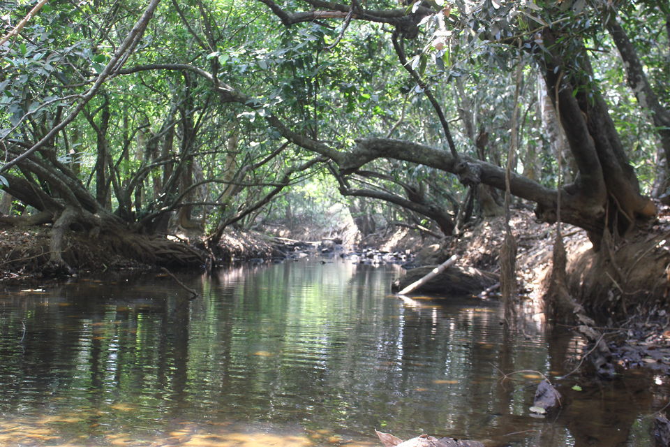 Photo of Kuruva, Wayanad, Kerala, India by Anusha Nakshathra
