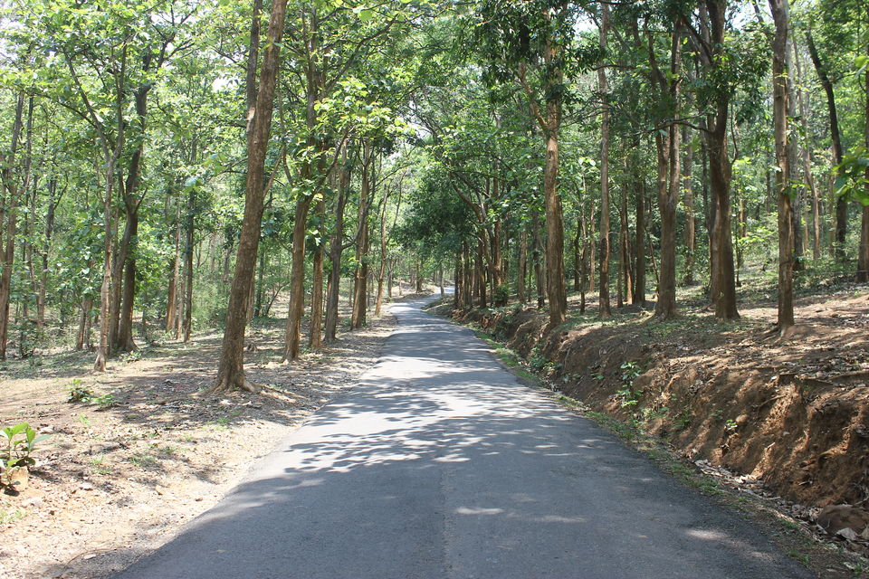 Photo of Kuruva, Wayanad, Kerala, India by Anusha Nakshathra
