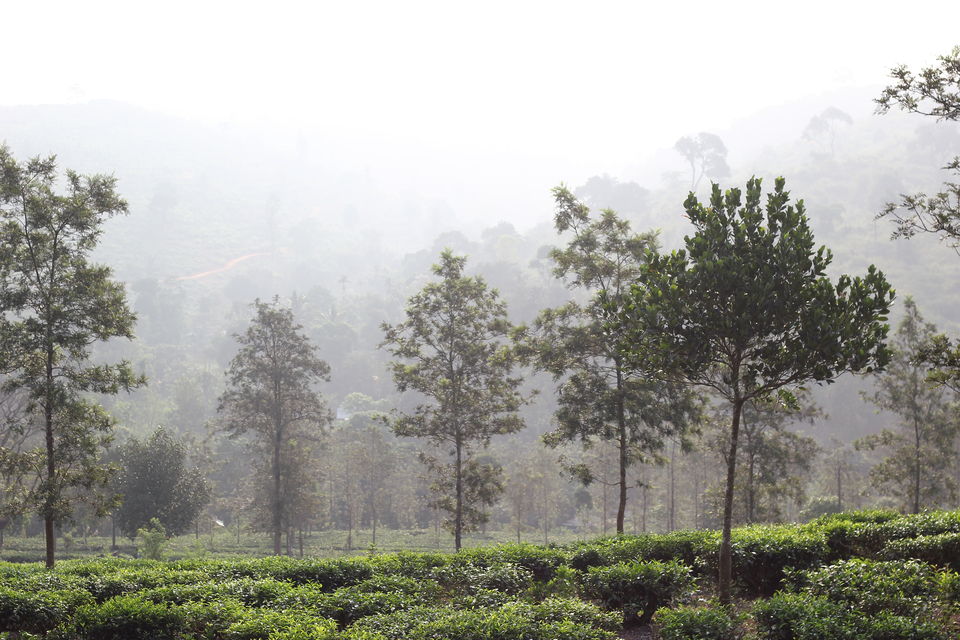 Photo of Parisons Tea Estate Thalappuzha Division, Thalappuzha, Thavinhal, Kerala, India by Anusha Nakshathra