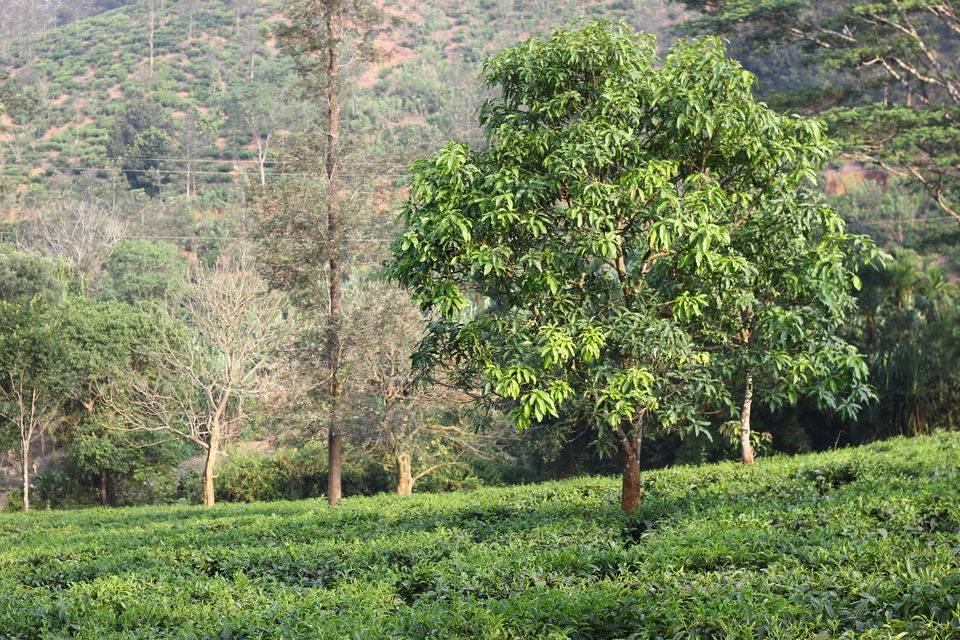 Photo of Parisons Tea Estate Thalappuzha Division, Thalappuzha, Thavinhal, Kerala, India by Anusha Nakshathra