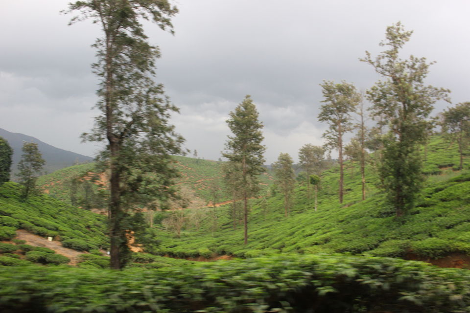 Photo of From Wayanad With Love ... of Tea. by Anusha Nakshathra