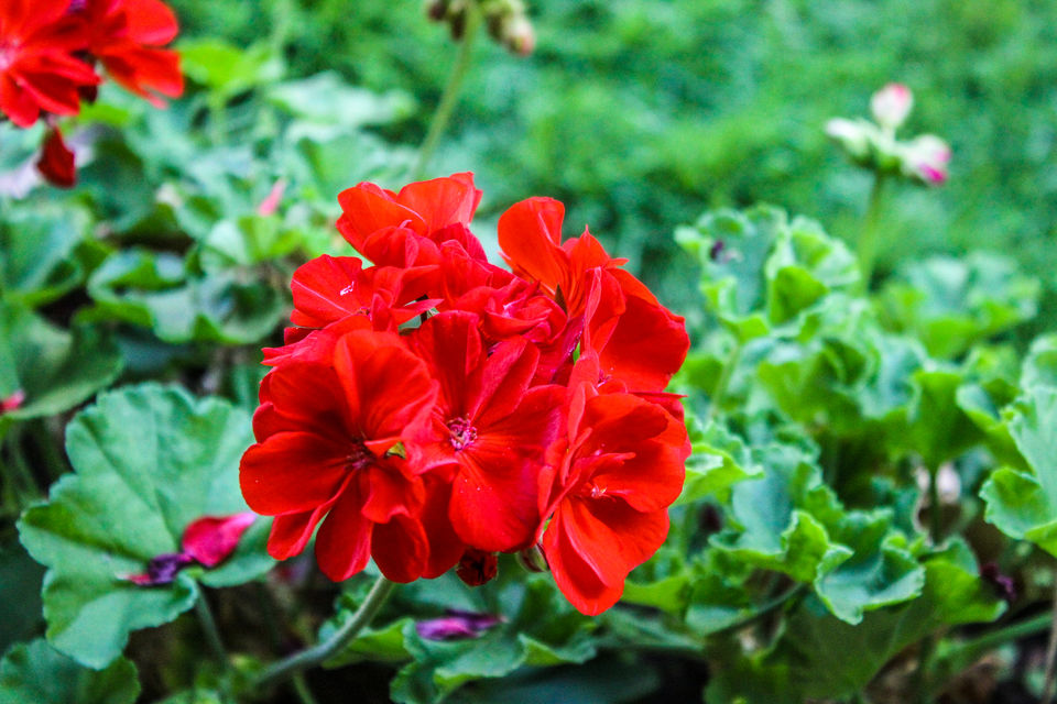 Photo of Thotadhahalli Homestay, Thotadahalli, Karnataka, India by Anusha Nakshathra