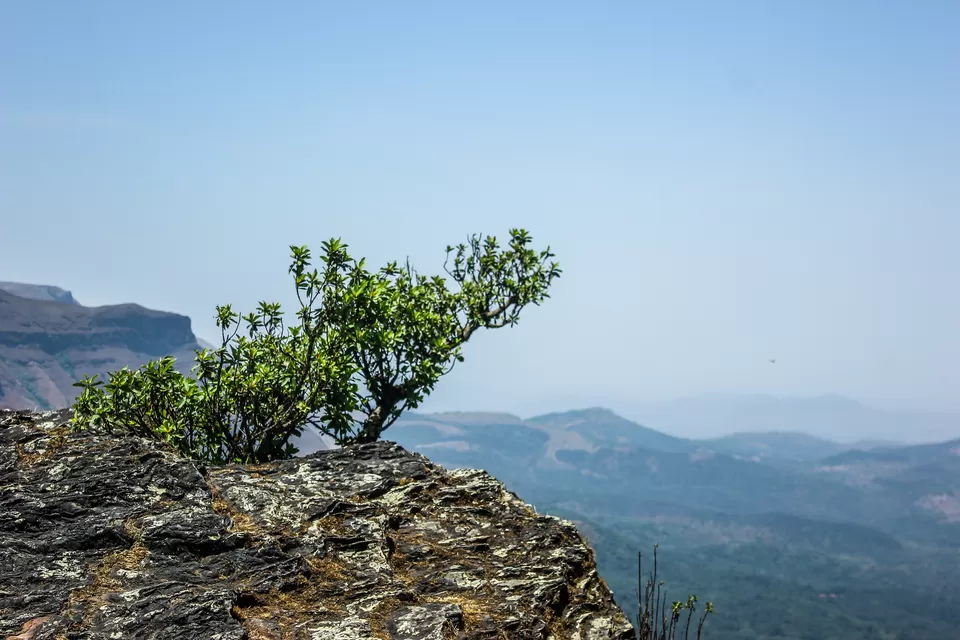 Photo of Baba Budangiri, Nagenahalli, Karnataka, India by Anusha Nakshathra